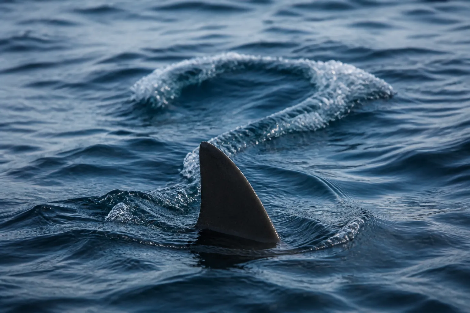 Tom Hird and Kinga Phillipps Launch New Shark Week Special "What Shark Attacked?" on Discovery